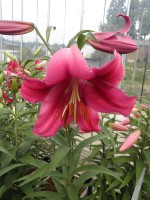 [1761 Fujian Mak No01.JPG]